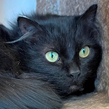 Photo of Seymore