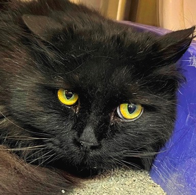 Photo of Whisk