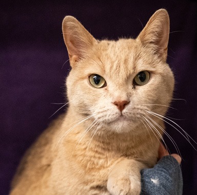 Photo of Topaz