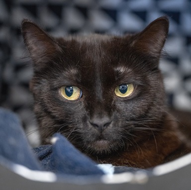 Photo of Chenille