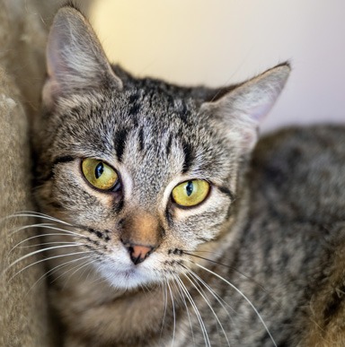Photo of Velveteen