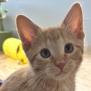 Photo of Bugbear