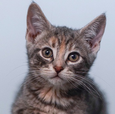 Photo of Ember