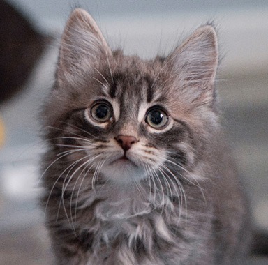 Photo of Cinder