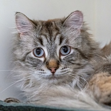 Photo of Saamis