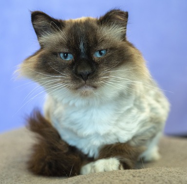 Photo of Georgette