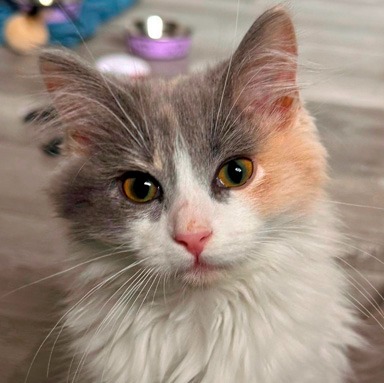Photo of Dame Aylin