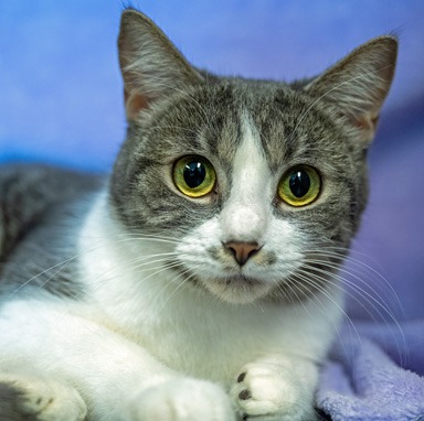 Photo of Callisto