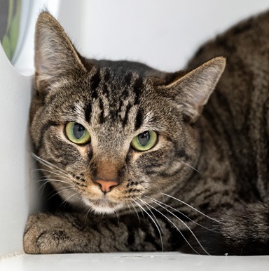 Photo of Sputnik