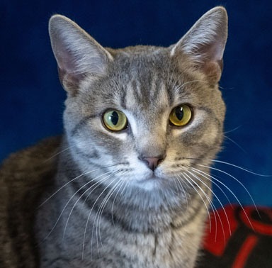 Photo of Faraday