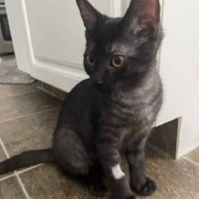 Photo of Sox