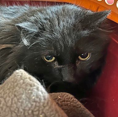 Photo of Guinness