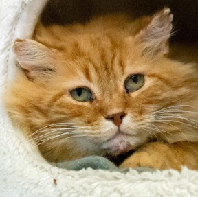 Photo of Gingey